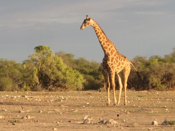 Namibia velký okruh 31.3.-10.3.2016  Poslední volné místo v osmi člené skupině. Přeprava mini van Toyota Quantum, noclehy v rezortech. Průvodce Jirka Chramosil. CENA 83.391,-Kč Windhoek  pou Kalahari  Mariental  Fish River Canyon  Aus  pou Namib 